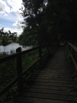 Boardwalk along the river in Silaire woods